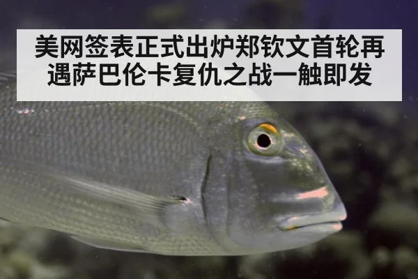 美网签表正式出炉郑钦文首轮再遇萨巴伦卡复仇之战一触即发